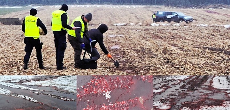 Wracamy do tematu nielegalnego wylewania na pola odpadów odzwierzęcych