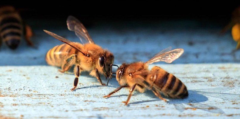 2 mln zł na pokarm dla pasiek w Wielkopolsce