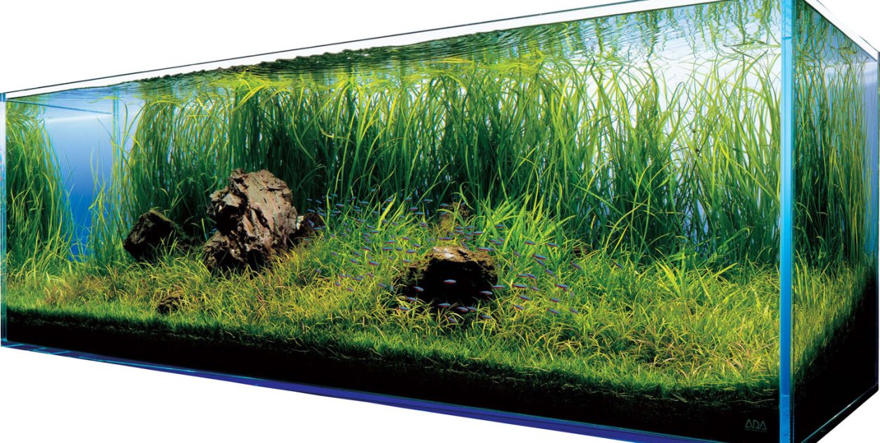 Jak założyć akwarium roślinne dla początkujących?