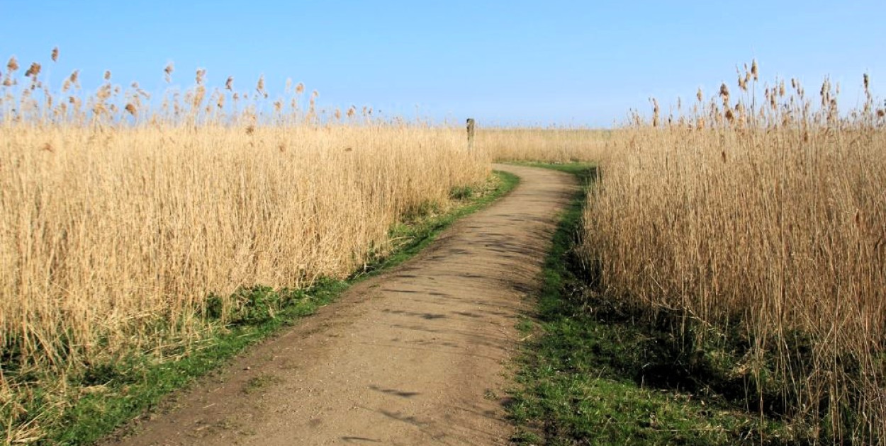 Prawie 27 mln zł na drogi, drzewa i zbiorniki wodne w Wielkopolsce